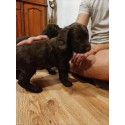 Szczeniaki Wachtelhund Płochacz Niemiecki
