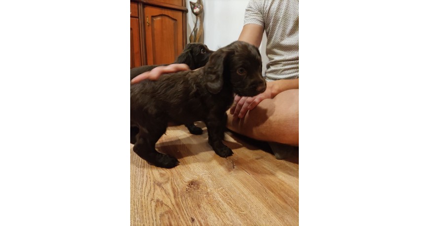 Szczeniaki Wachtelhund Płochacz Niemiecki