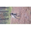 Phu Quoc Ridgeback, jedyne psy myśliwskie tej rasy w Polsce!