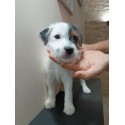 Szczenięta Parson Russell terrier Rawicka Sfora FCI