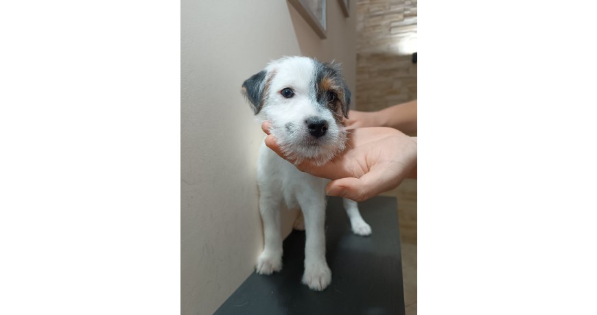 Szczenięta Parson Russell terrier Rawicka Sfora FCI