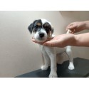 Szczenięta Parson Russell terrier Rawicka Sfora FCI