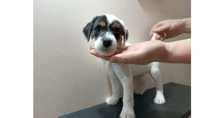 Szczenięta Parson Russell terrier Rawicka Sfora FCI