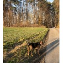 Oddam ogara polskiego