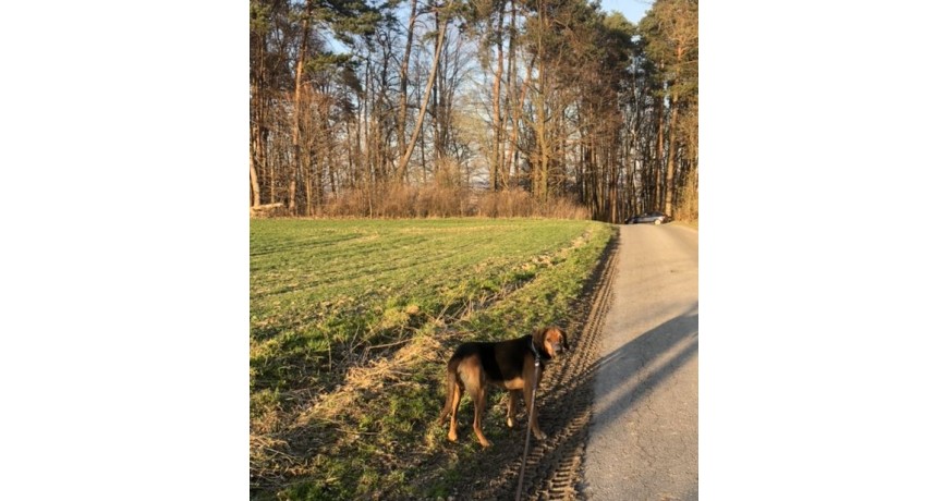 Oddam ogara polskiego