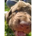 Chesapeake Bay Retriever ZKwP,FCI- szczeniaki