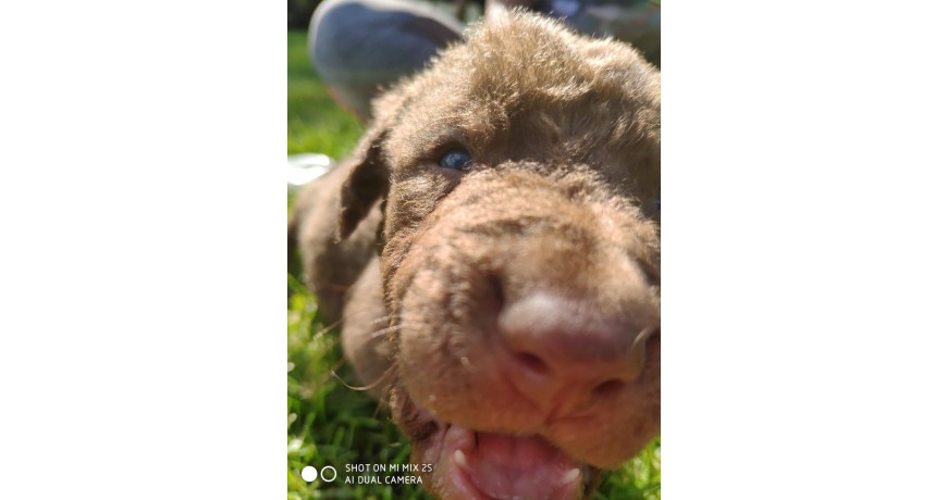 Chesapeake Bay Retriever ZKwP,FCI- szczeniaki