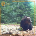 Polowania na Niedzwiadzie Brunatne w Chorwacji z Hunting Driada