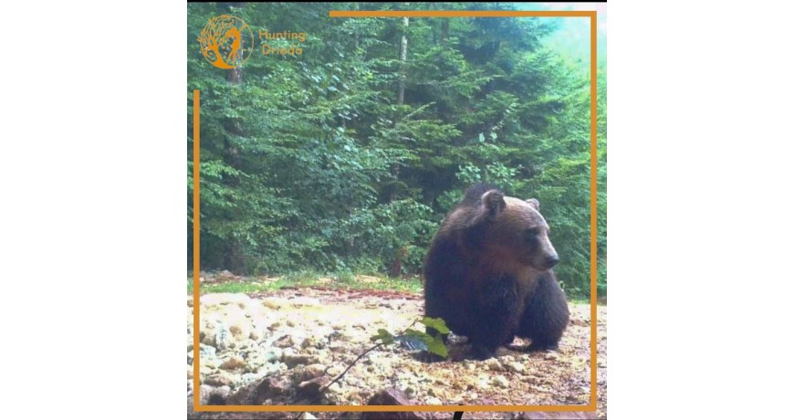 Polowania na Niedzwiadzie Brunatne w Chorwacji z Hunting Driada