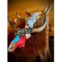 Poroże byka Highland, czaszka + rogi byka