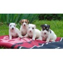 Jack Russell terier szczeniaczki