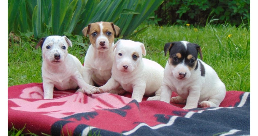 Jack Russell terier szczeniaczki