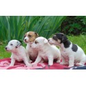 Jack Russell terier szczeniaczki