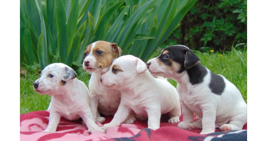 Jack Russell terier szczeniaczki