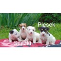 Jack Russell terier szczeniaczki