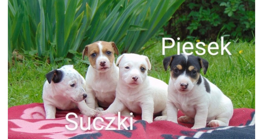Jack Russell terier szczeniaczki