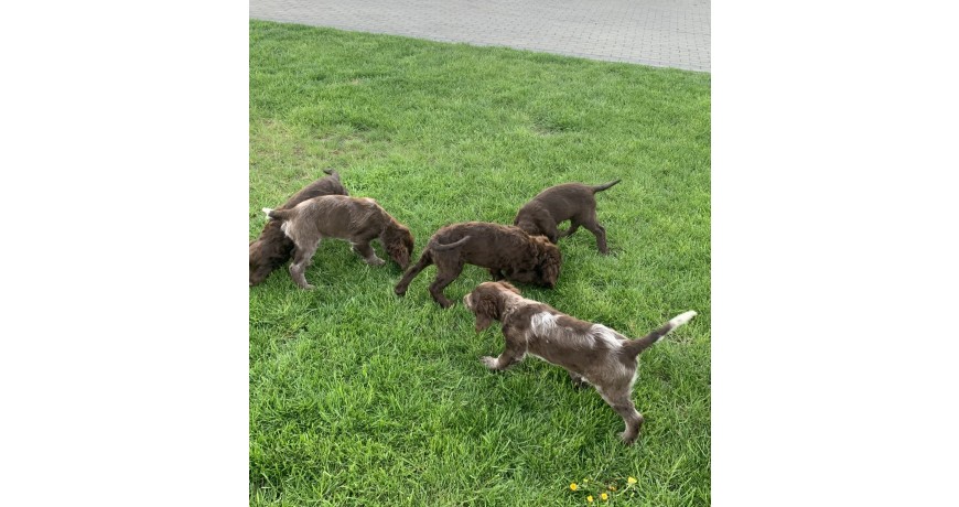 Płochacz niemiecki Wachtelhund
