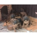 Szczeniaki posokowca bawarskiego