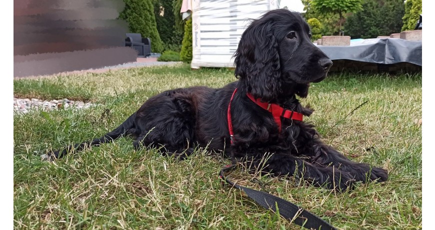 Sprzedam Cocker Spaniel Angielski Piesek Szczeniak