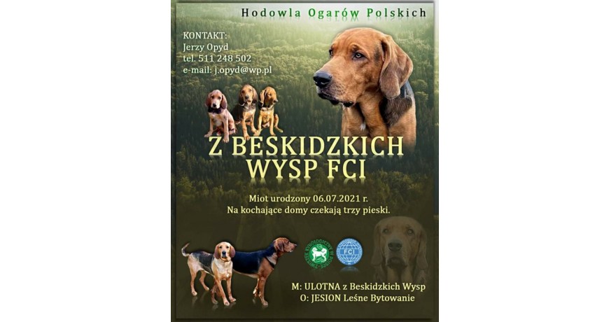 Ogar Polski szczenięta z rodowodem zkwp