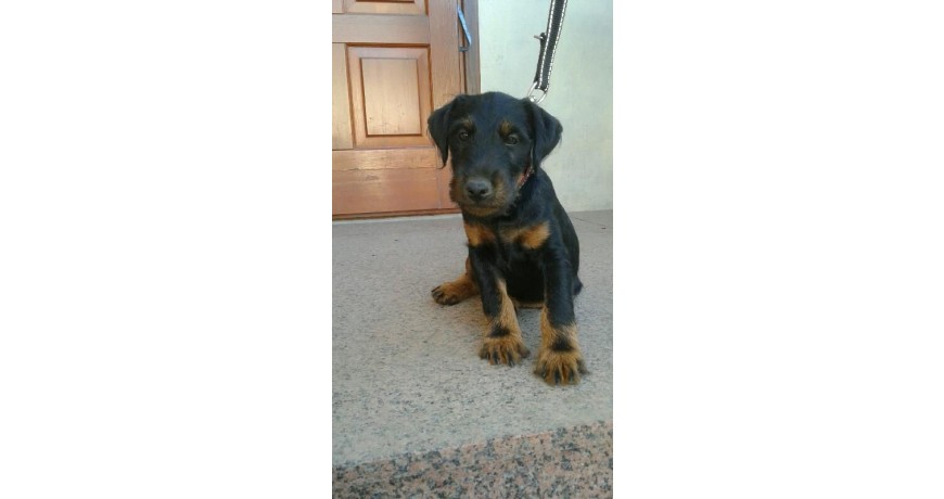 Sprzedam niemiecki terrier myśliwski jagdterrier