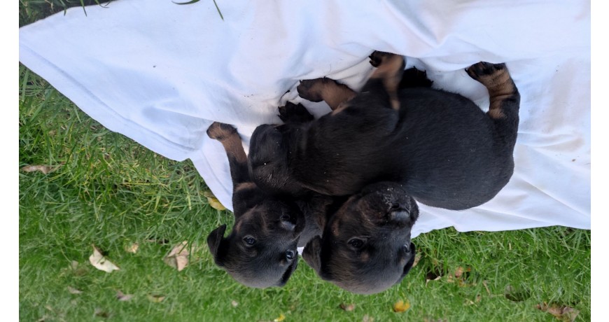 Szczenięta Niemiecki Terrier Myśliwski