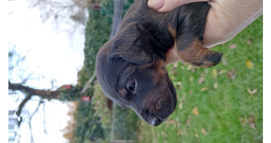 Szczenięta Niemiecki Terrier Myśliwski