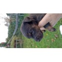 Szczenięta Niemiecki Terrier Myśliwski