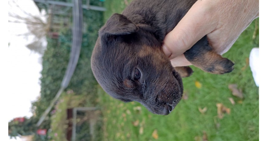 Szczenięta Niemiecki Terrier Myśliwski