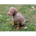 Catahoula Louisjana Leopard Dog-szczeniaki ur 03.12.2023