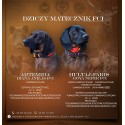 Posokowiec Bawarski - szczenięta FCI