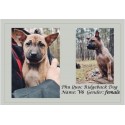 Phu Quoc Ridgeback, jedyne psy myśliwskie tej rasy w Polsce!