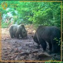 Polowania na Niedzwiadzie Brunatne w Chorwacji z Hunting Driada
