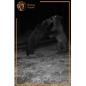 Polowania na Niedzwiadzie Brunatne w Chorwacji z Hunting Driada