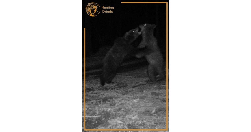 Polowania na Niedzwiadzie Brunatne w Chorwacji z Hunting Driada