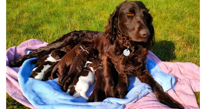 Płochacz Niemiecki - Spaniel Niemiecki Stowarzyszenie PKiPR