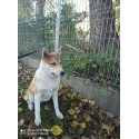 Szczenięta rasy ŁAJKA ZACHODNIOSYBERYJSKA